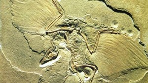 berlin specimen