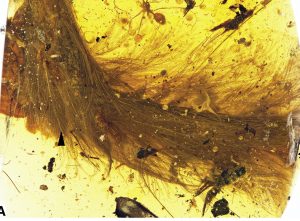 amber-feathered-tail2